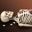Complete Skeleton