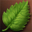 Leaf of Oracle