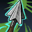 icon l2